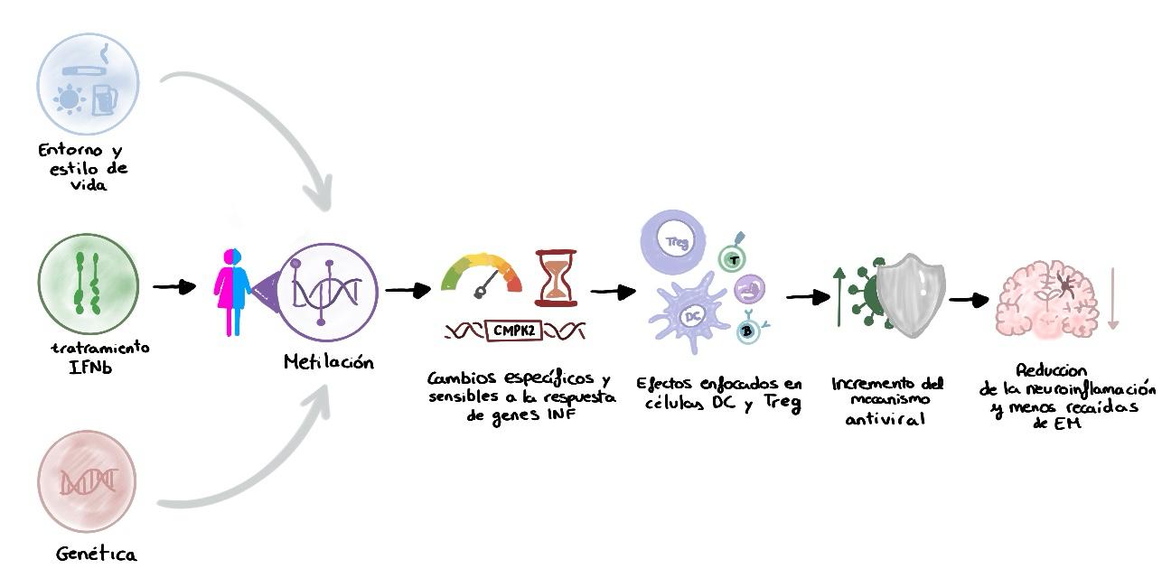Figura 1. Mecanismo de accion del interfer  ́ on beta y factores que influyen en la respuesta terap  ́ eutica en esclerosis  ́ multiple. De elaboraci  ́ on propia creada con Procreate.  ́